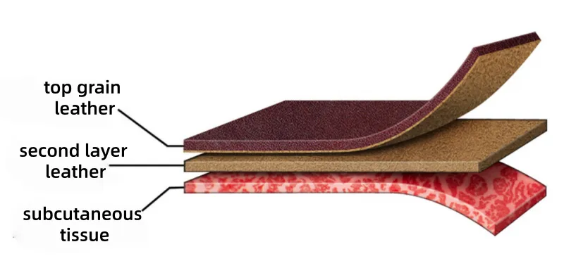 Processing & Structure of Cowhide